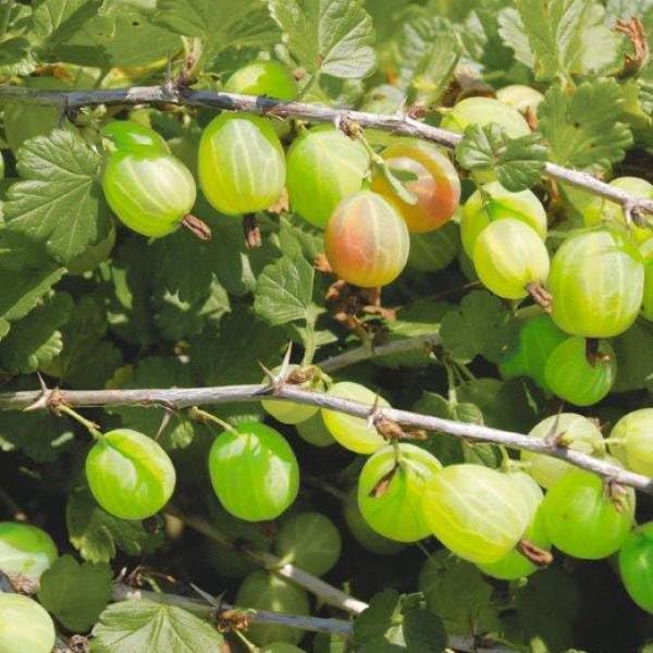 mamipon様ご購入大玉グスベリー苗 【楽天市場】ベリー 苗木